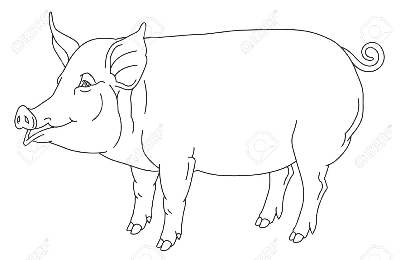 1300x835 Outline Hand Drawing Of Domestic Pig
