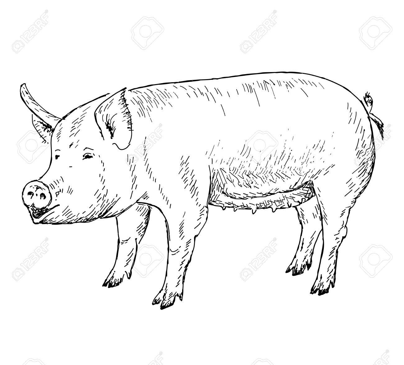 1300x1176 Pig Hands Drawing Royalty Free Cliparts, Vectors, And Stock