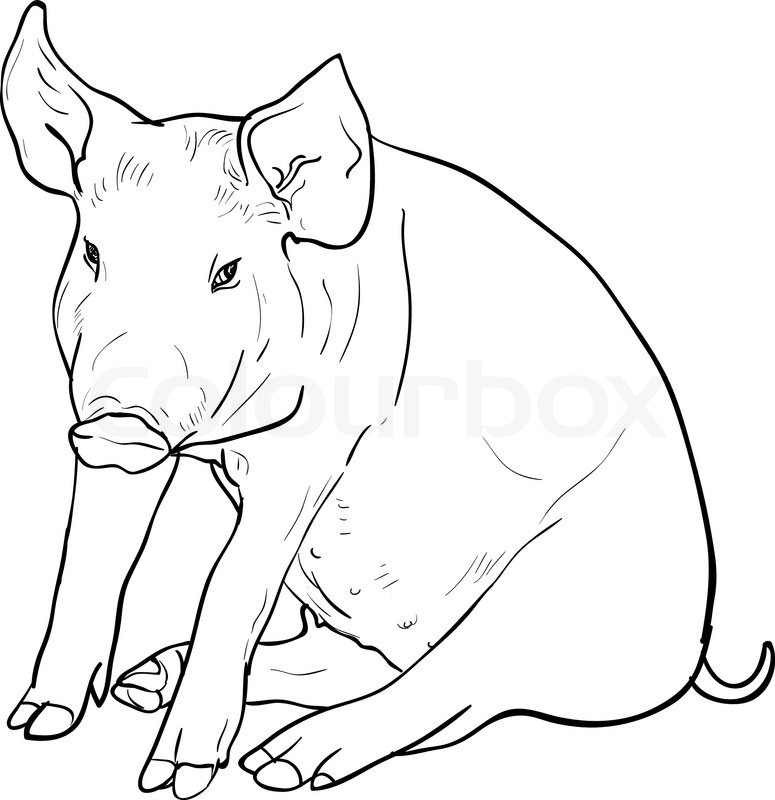775x800 Drawing Of Pig On White Background,vector Illustration Stock