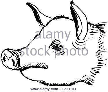 373x320 Pig Head. Hand Drawn Sketch In A Graphic Style. Vintage Vector