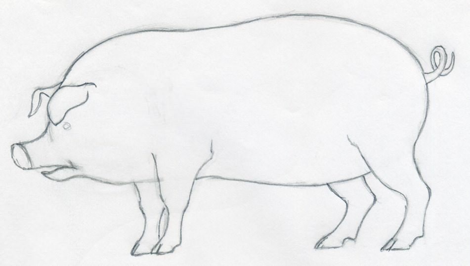 951x539 How To Draw A Pig