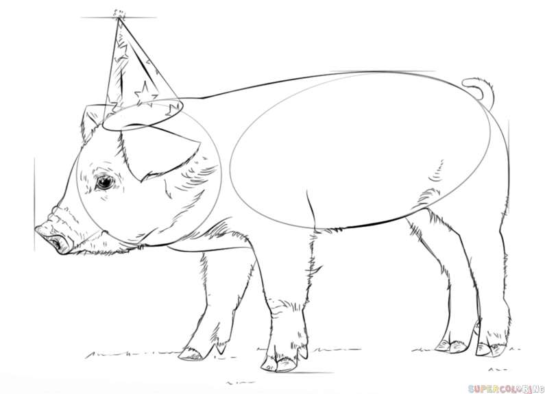 795x575 How To Draw A Cute Baby Pig Step By Step Drawing Tutorials