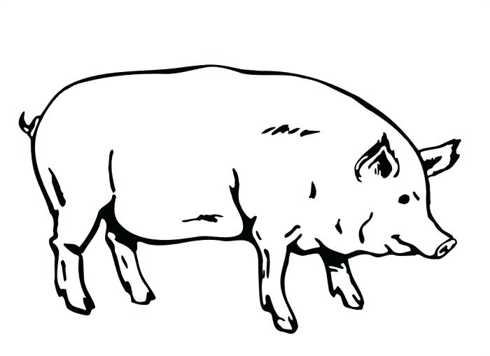 700x509 Coloring Book Pig Together With Drawing Pig Coloring Book
