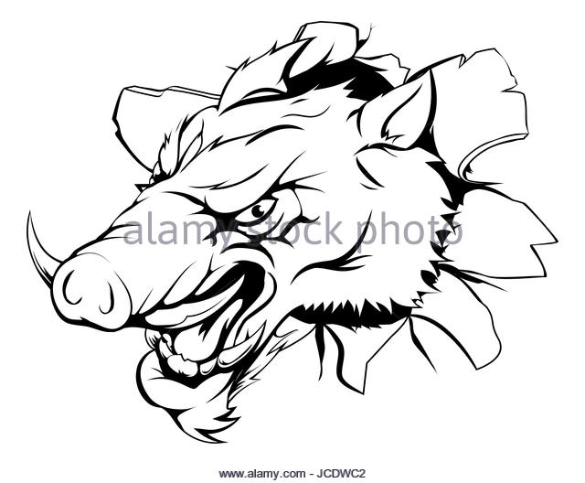 640x528 Illustration Angry Wild Pig Boar Stock Photos Amp Illustration Angry