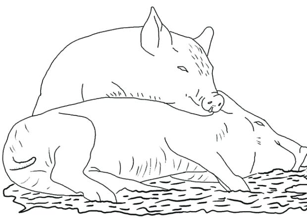 620x446 Coloring Page Of A Pig Three Little Pigs Coloring Pages Printable