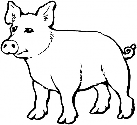 573x525 Pig
