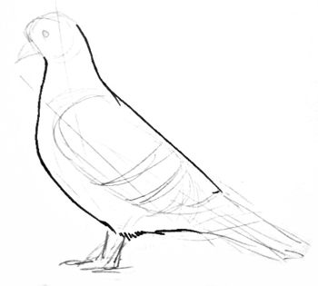 350x315 How To Draw A Pigeon