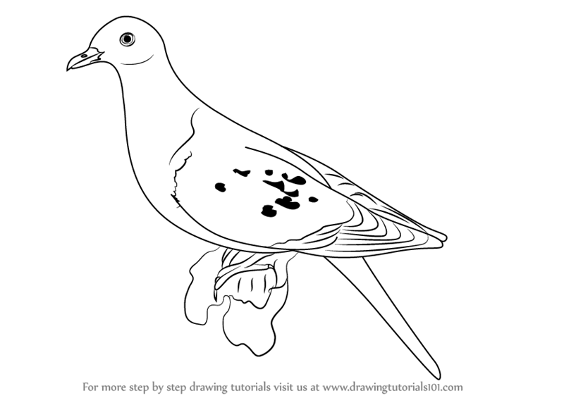 800x565 Learn How To Draw A Passenger Pigeon (Birds) Step By Step
