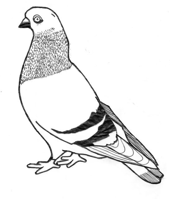 547x640 Mission Skateboards Dirty Pigeon