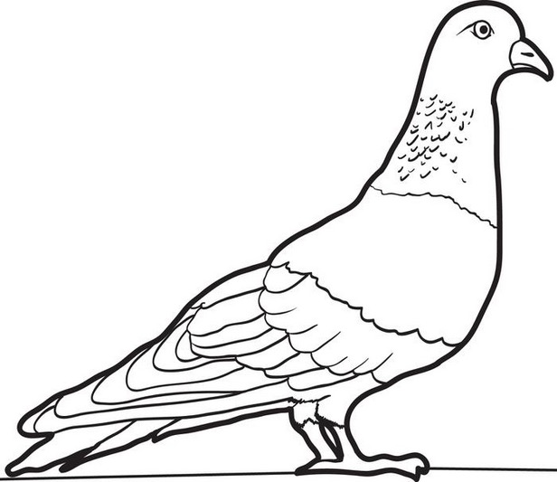 616x533 Pigeon Coloring Page Amp Coloring Book