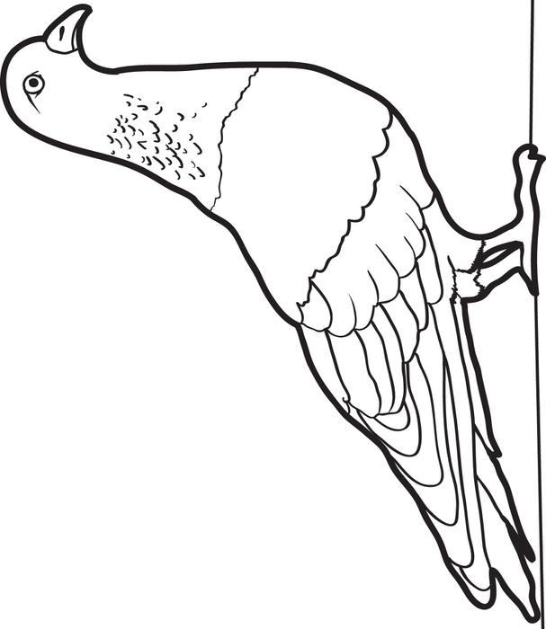 Pigeon Drawing at GetDrawings | Free download