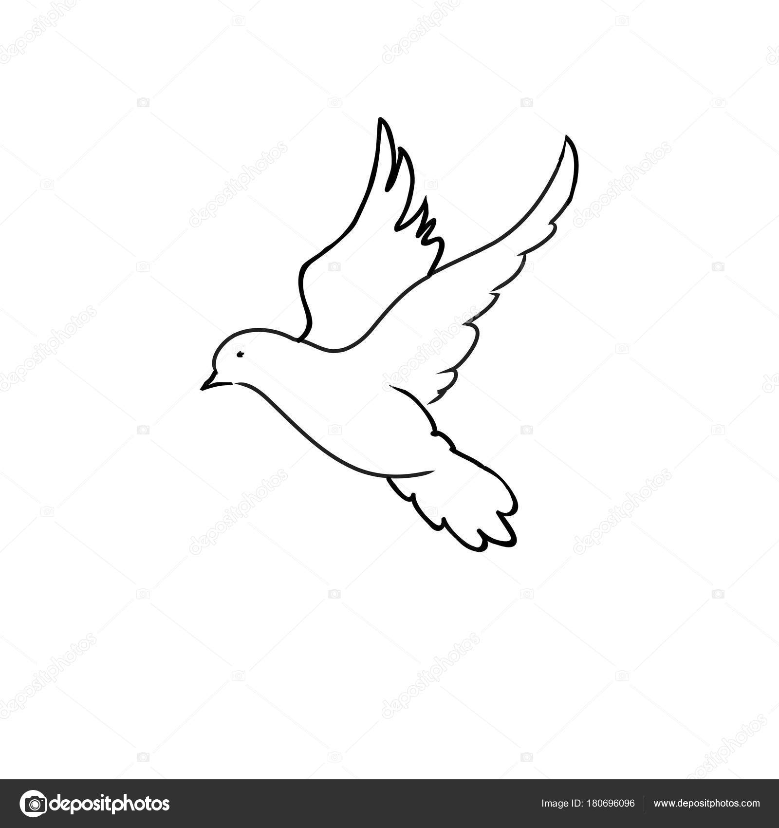 1600x1700 Pigeon Dove Black Line Art Drawing White Background Stock Photo