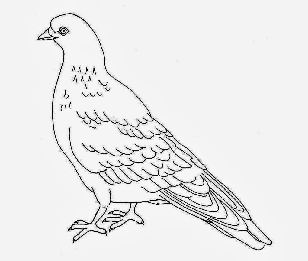 1020x864 Colour Drawing Free Wallpaper Pigeon Coloring Drawing Free Wallpaper
