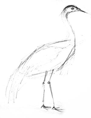 300x389 How To Draw A Crane Bird