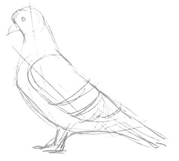 350x315 How To Draw A Pigeon