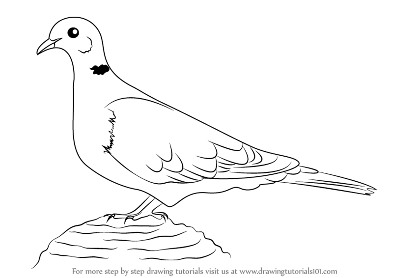 800x566 Learn How To Draw A Collared Dove (Birds) Step By Step Drawing