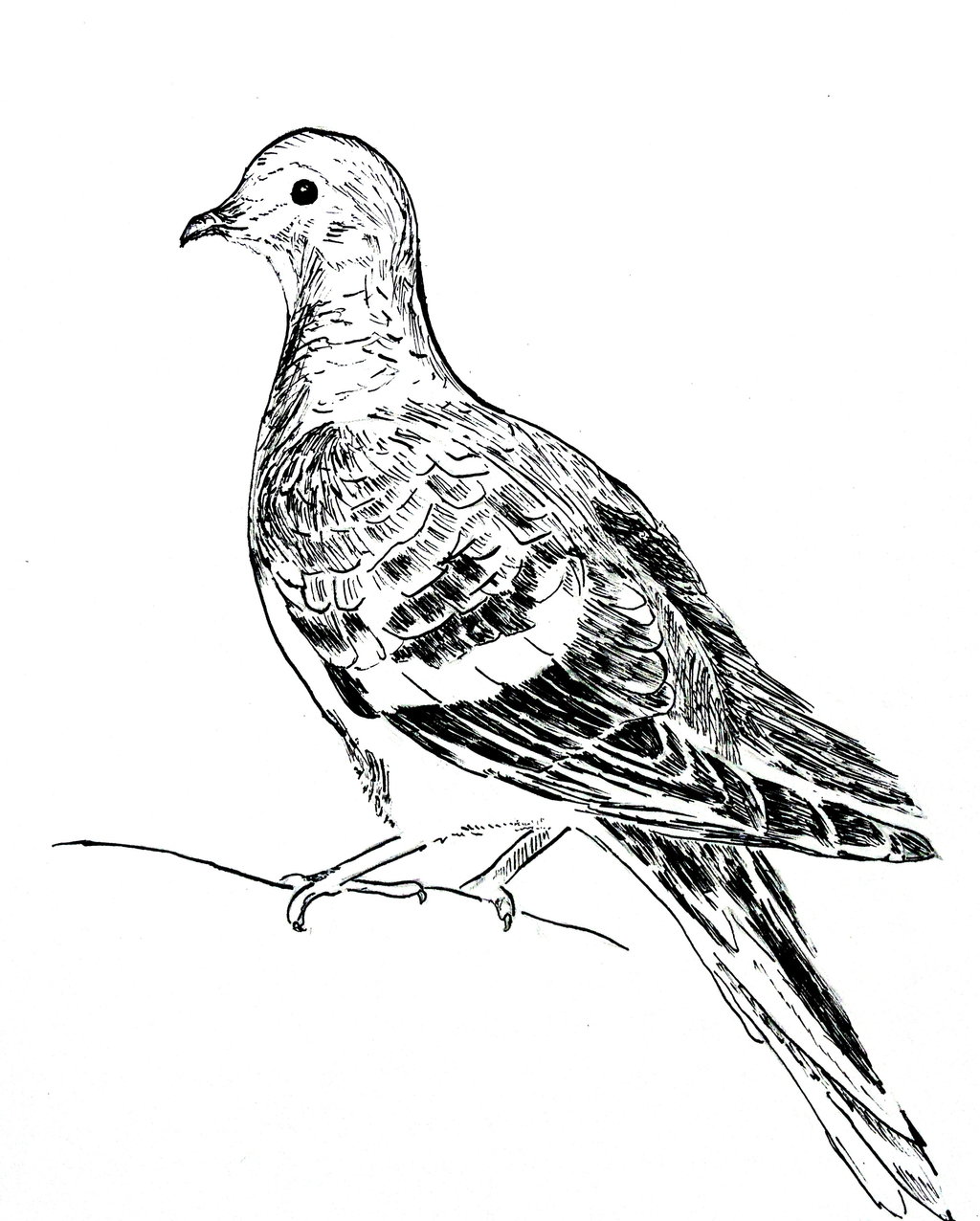 1024x1276 Ren Ou (Chris)