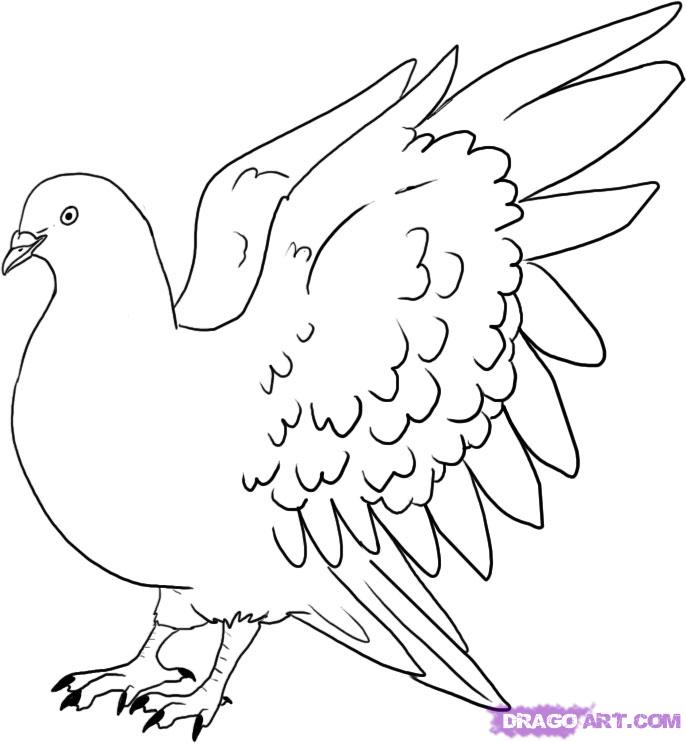 686x743 Pidgin Bird Line Drawing