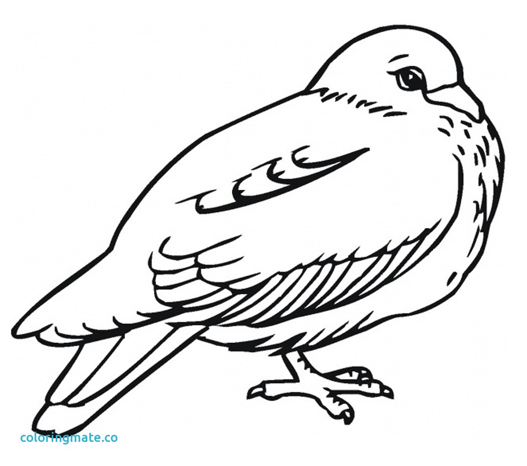 1050x928 Birds Coloring Pages Beautiful Bird Flying Pencil Coloring Pages