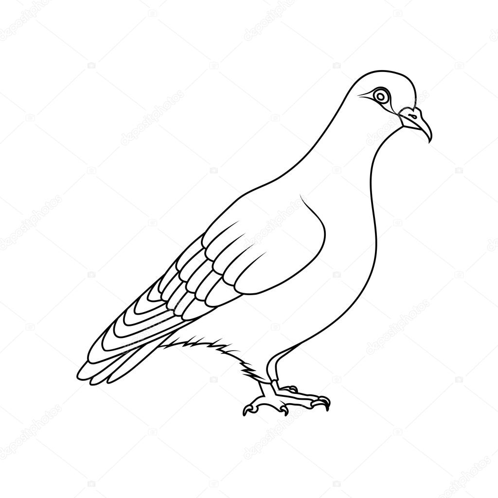 1024x1024 Coloring Book Pigeon Stock Vector Blackspring1