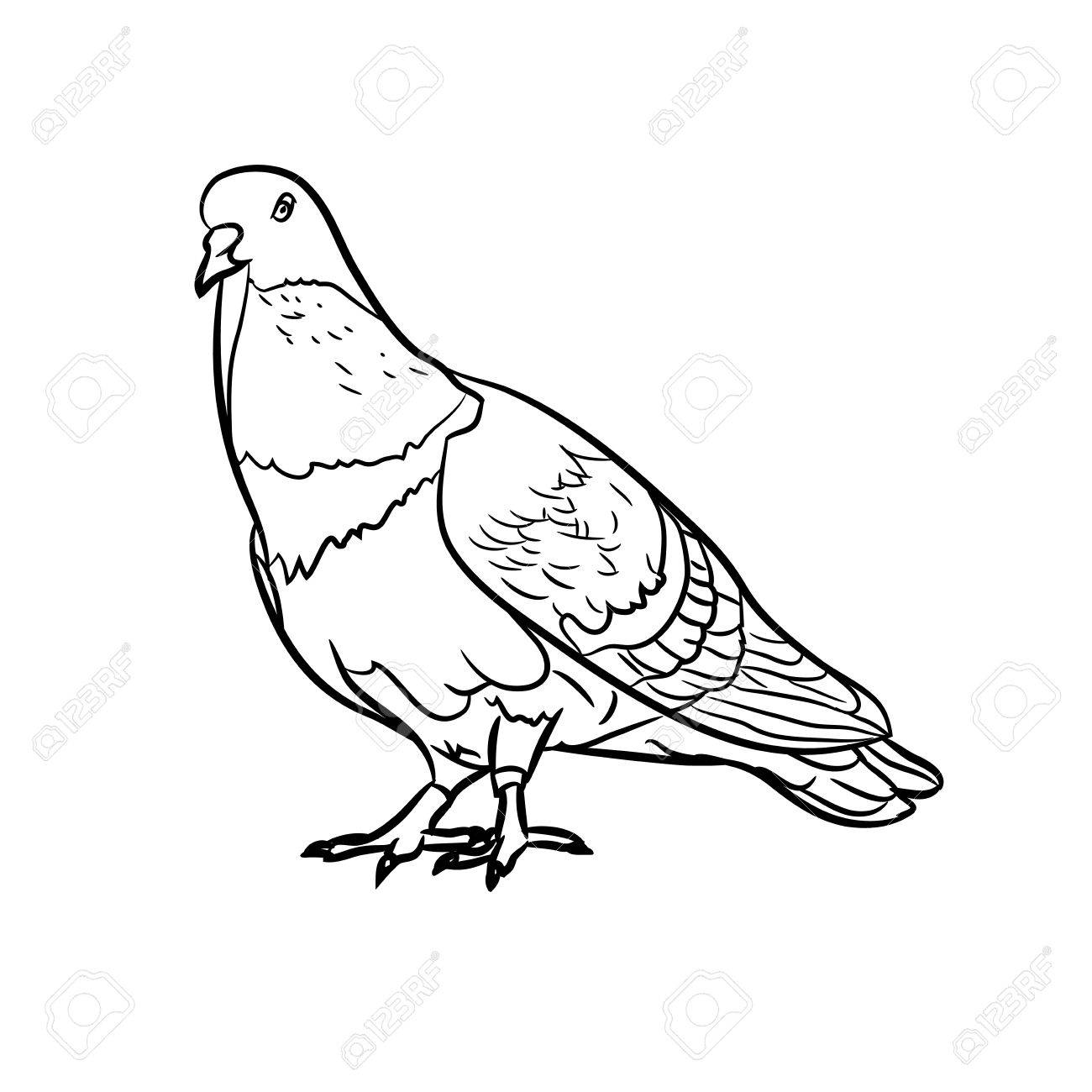 1300x1300 Drawing Of Pigeons On White Background Royalty Free Cliparts