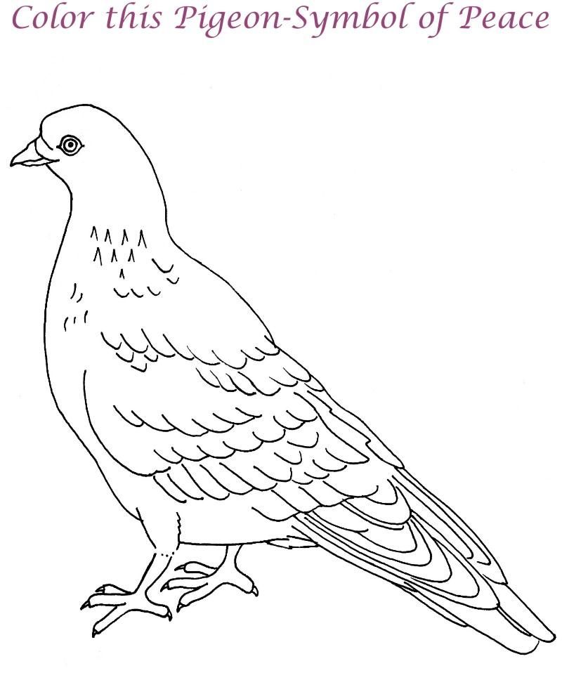 800x968 Cute Coloring Pages Of Pigeon