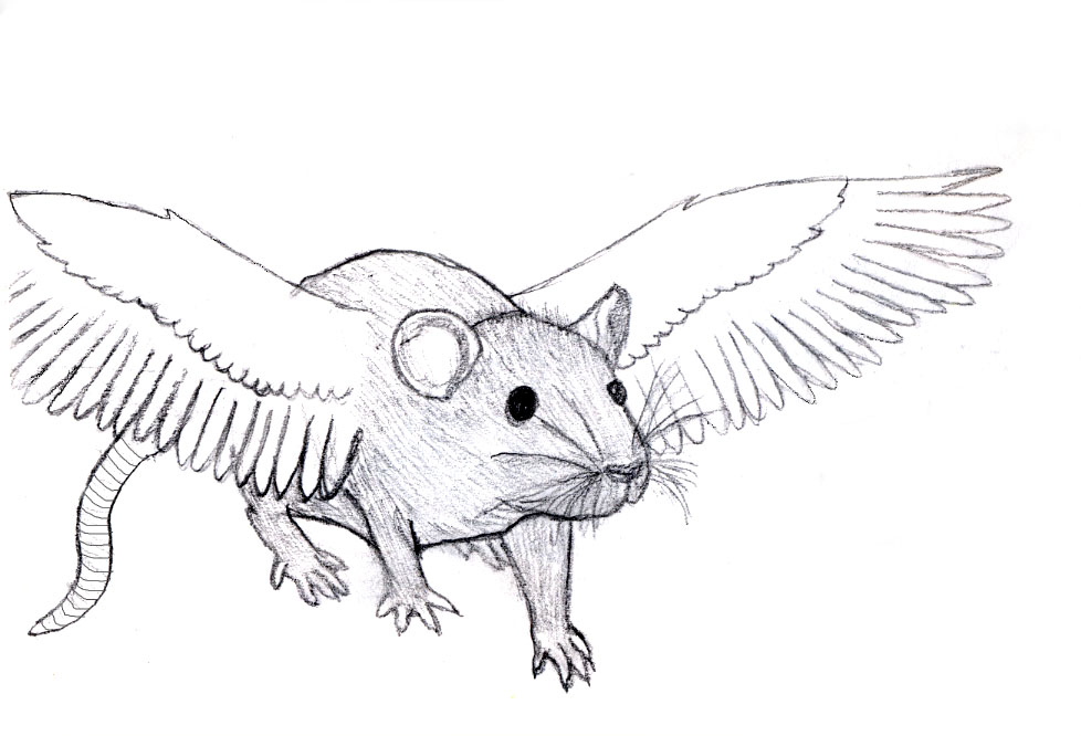 978x666 Fanatical About Pigeons