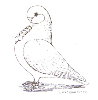 313x320 Fancy Pigeons World African Owl Pigeon