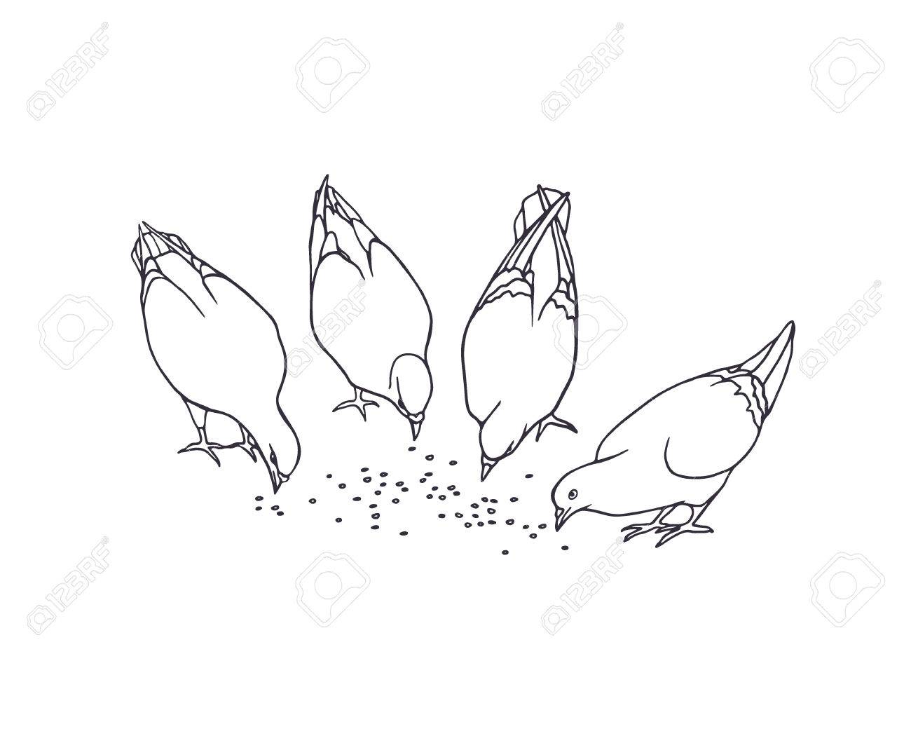 1300x1040 Illustration Of Hand Drawn Eating Pigeons. Beautiful Ink Drawing