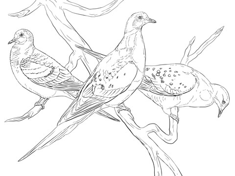 480x360 Passenger Pigeons Coloring Page Free Printable Coloring Pages