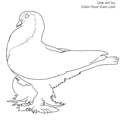 500x500 Pigeon Coloring Sheet Printable Pig Coloring Pages Pig Free