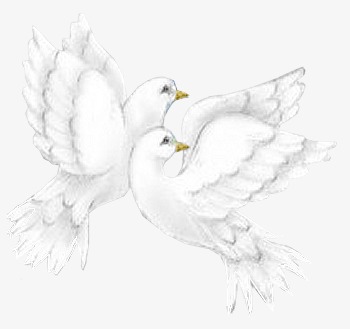 350x329 Pigeons, Pigeon, White Bird, Peace Bird Png Image For Free Download