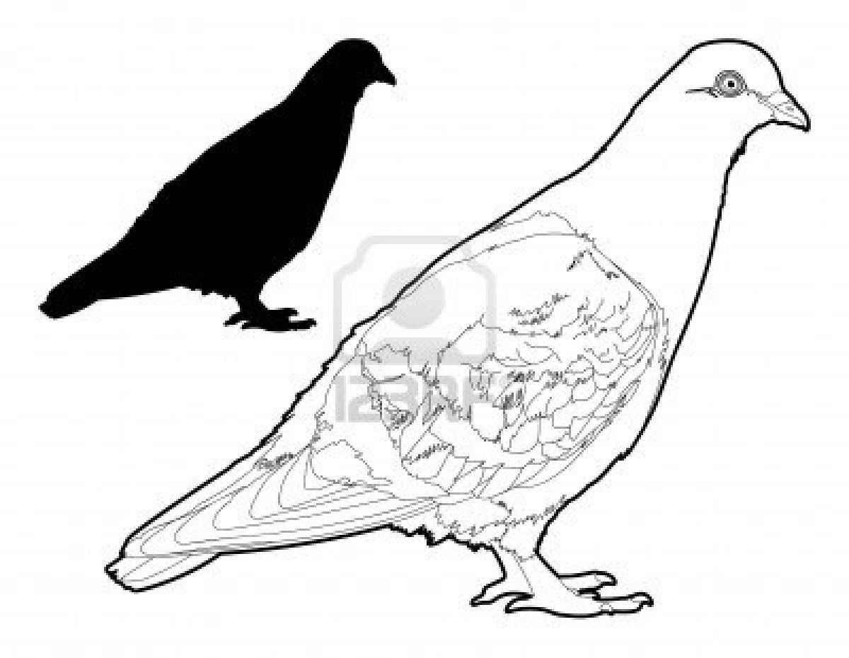 1200x930 Vector Pigeon Line Drawing Mit Silhouette Siluetas