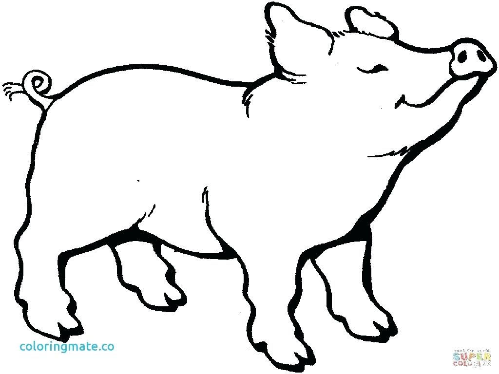 1024x768 Coloring Baby Piglet Coloring Pages How To Draw Step By Miss