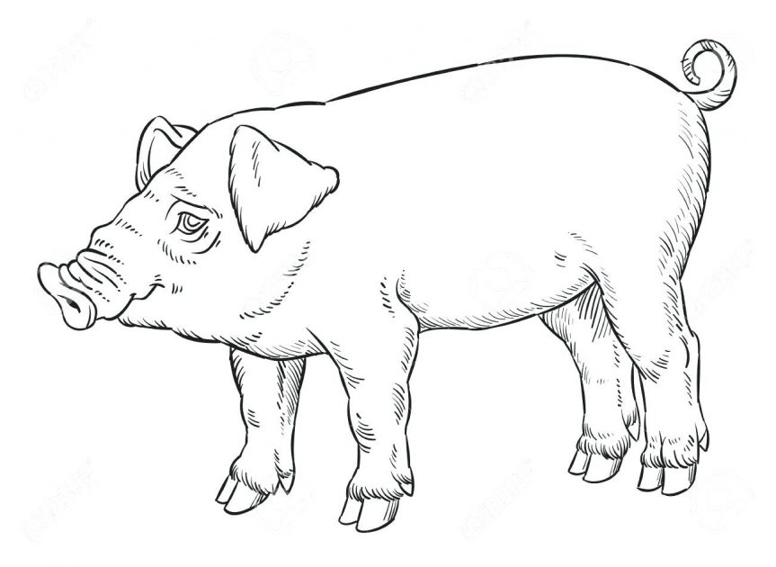 863x630 Black And White Fat Happy Pig Pigeon Outline Sketch Pooh Piglet