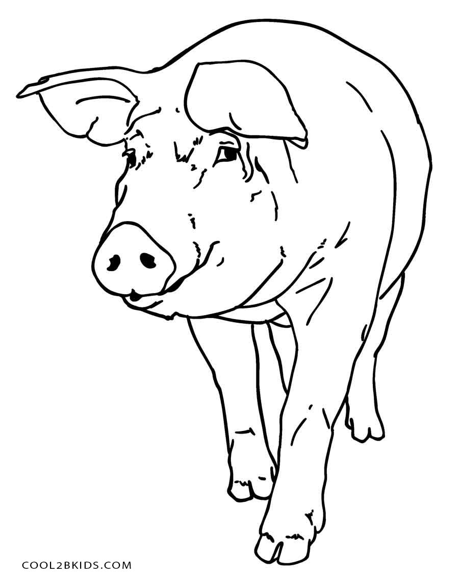 900x1132 Free Printable Pig Coloring Pages For Kids Cool2bkids
