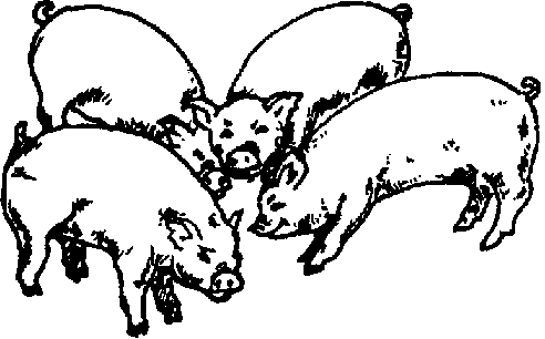 492x306 Animal Disease Control And Treatment Diseases Of Pigs