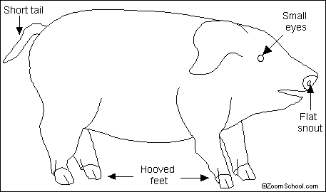 457x270 Pig Printout