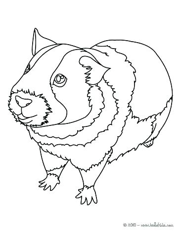 364x470 Coloring Pages Of Guinea Pigs Nzherald.co