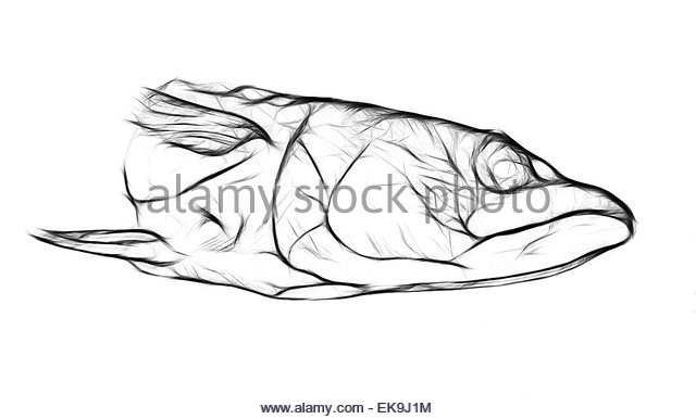640x386 Illustrations Object Drawing Head Fish Head Pike Stock Photos