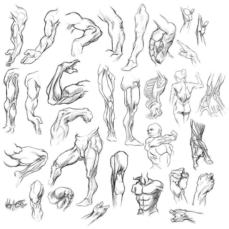 736x734 76 Best Drawing Drills Images On Human Anatomy