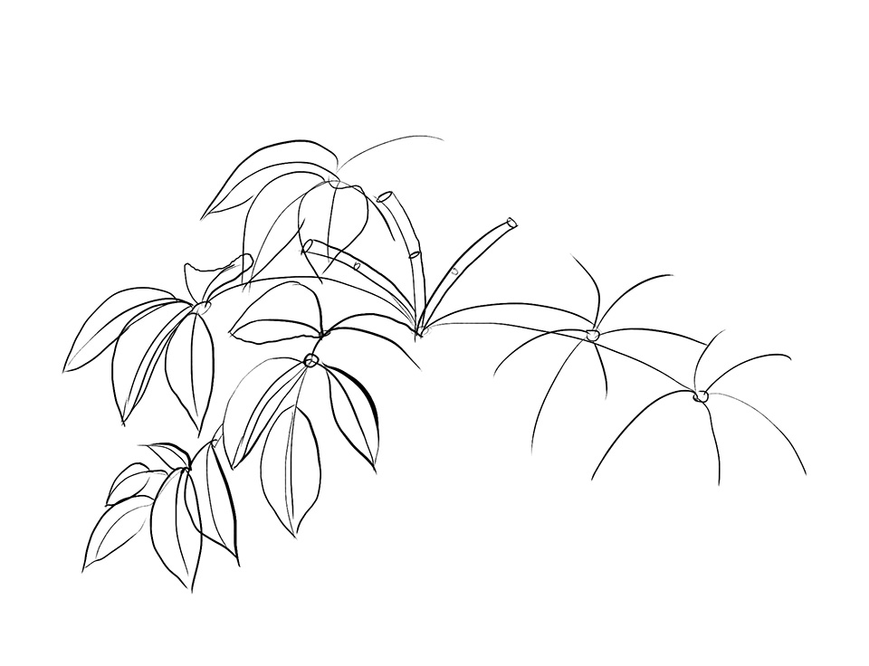960x736 Lesson 3 Drawing Plants