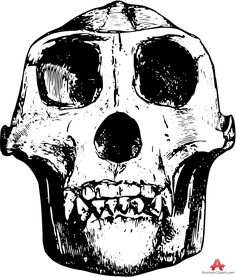 236x277 Beaver Skull Drawing