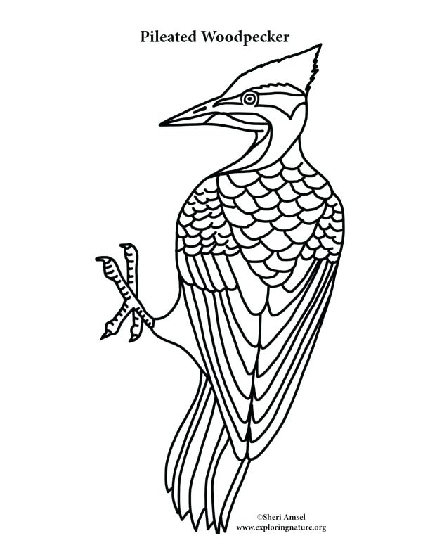 612x792 Woodpecker Coloring Page Toucan Coloring Pages Woodpecker Coloring
