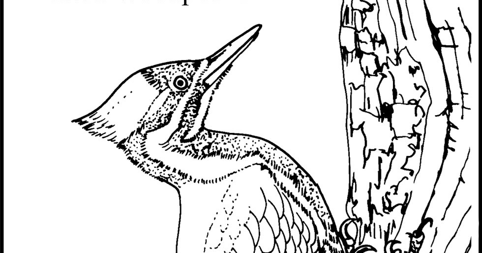 980x514 Woodpecker Coloring Pages Team Colors