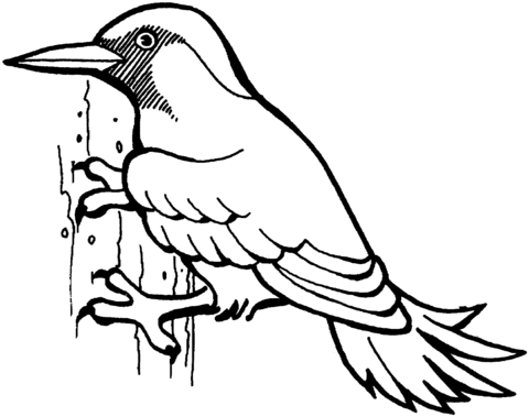 480x379 Woodpecker Bird Coloring Page Free Printable Coloring Pages