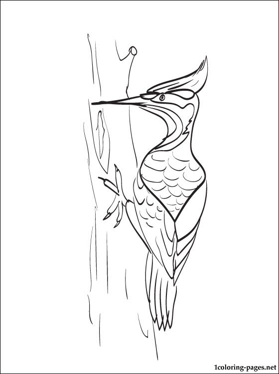 560x750 Woodpecker Coloring Page Free Coloring Pages Stuff