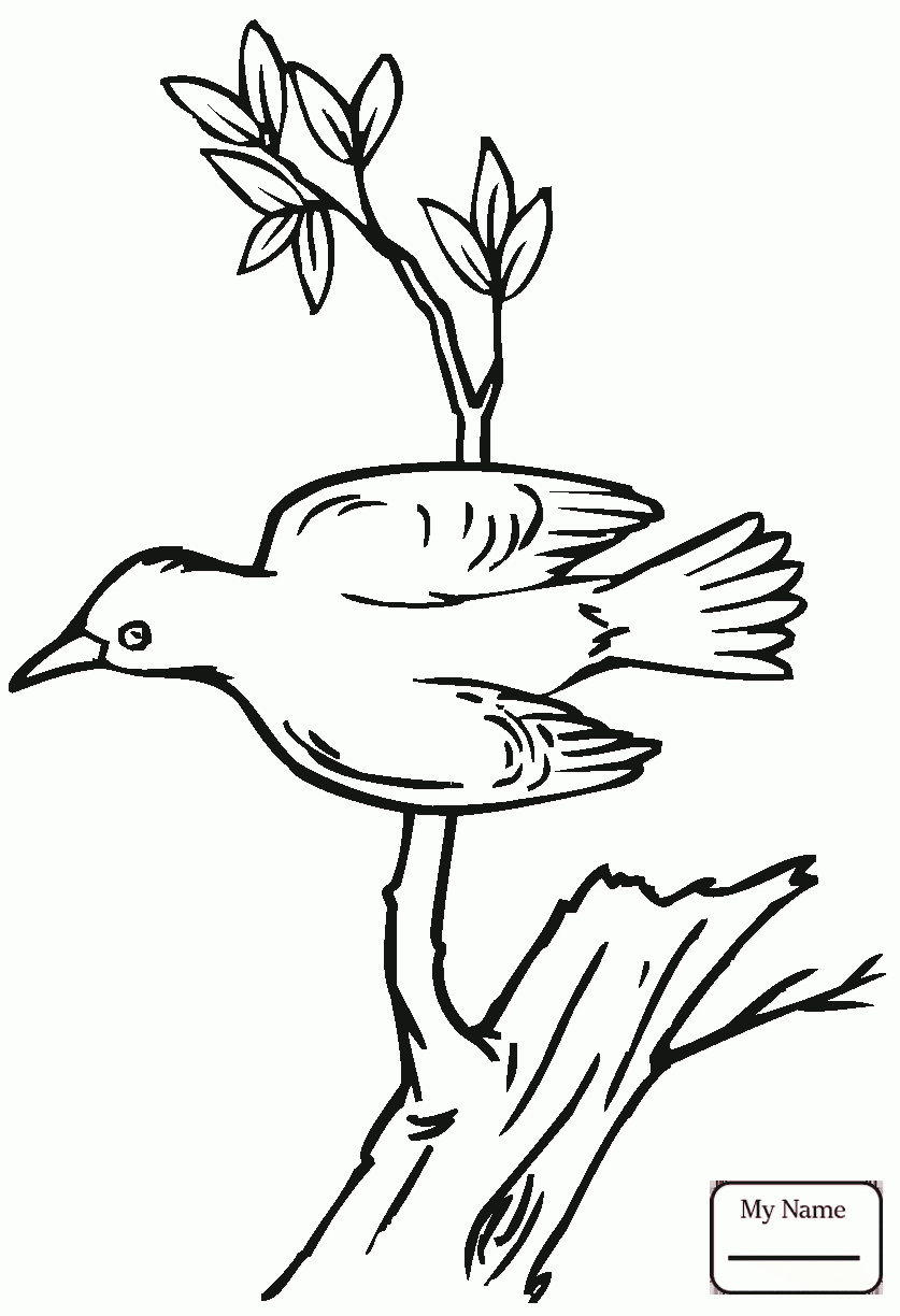 837x1224 Woodpeckers Azcoloring.co