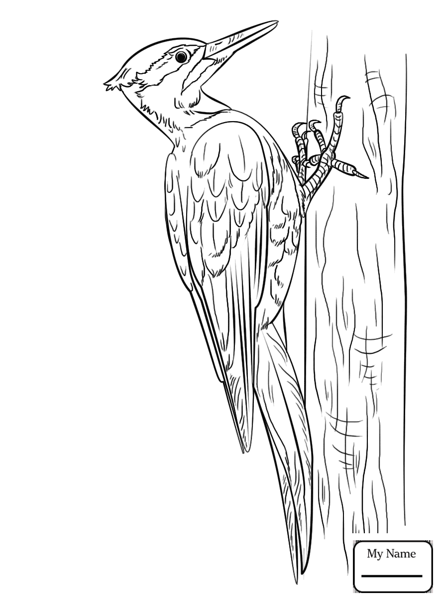 886x1210 Woodpeckers