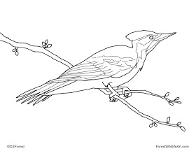 280x216 Forest Wildlife Art Coloring Book Page